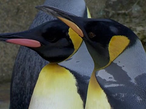 Natural Curiosities - Episode 7