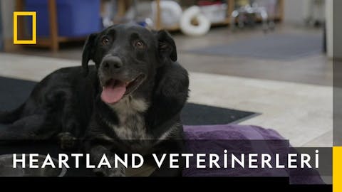 Heartland Veterinerleri - Episode 7