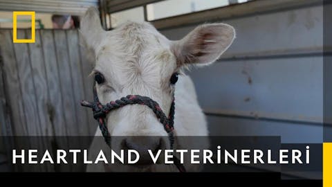 Heartland Veterinerleri - Episode 4