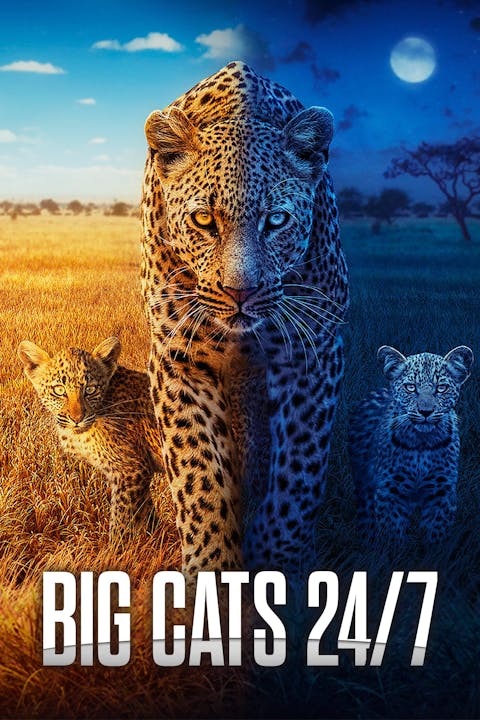 Big Cats 24/7 - Episode 3