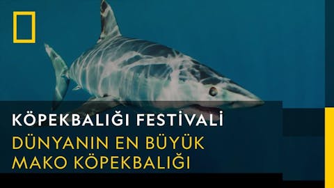 Köpekbalığı Festivali - Episode 2