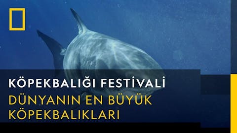 Köpekbalığı Festivali - Episode 3
