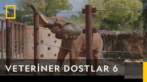 Veteriner Dostlar - Episode 4