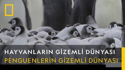 Hayvanların Gizemli Dünyası - Episode 1