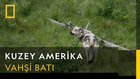 Vahşi Amerika - Episode 13