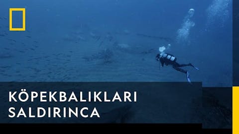 Köpekbalığı Festivali - Episode 22