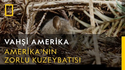 Vahşi Amerika - Episode 18