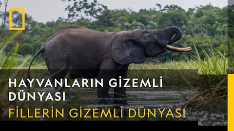 Hayvanların Gizemli Dünyası - Episode 10