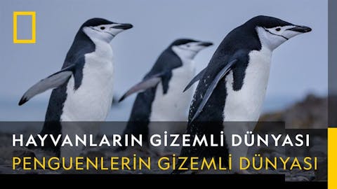 Hayvanların Gizemli Dünyası - Episode 3