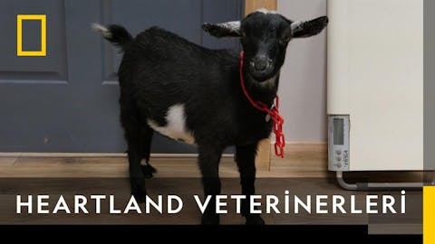 Heartland Veterinerleri - Episode 10