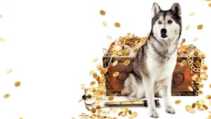 Timber the Treasure Dog