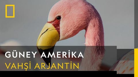 Güney Amerika - Episode 4