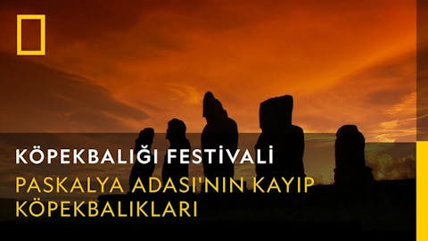 Köpekbalığı Festivali - Episode 12