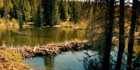 Gold Rush - Episode 18