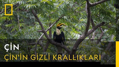 Çin - Episode 3