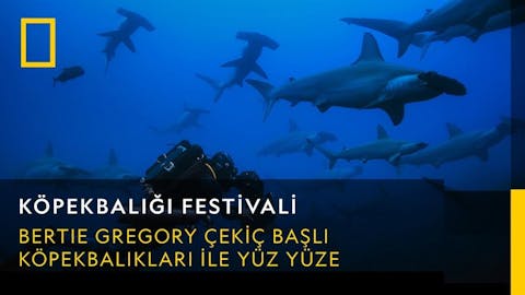 Köpekbalığı Festivali - Episode 4
