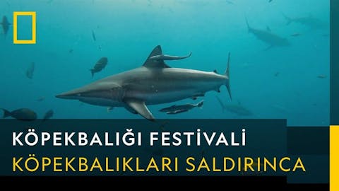 Köpekbalığı Festivali - Episode 1