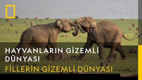 Hayvanların Gizemli Dünyası - Episode 9
