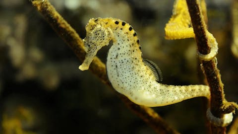 Natural Curiosities - Episode 9