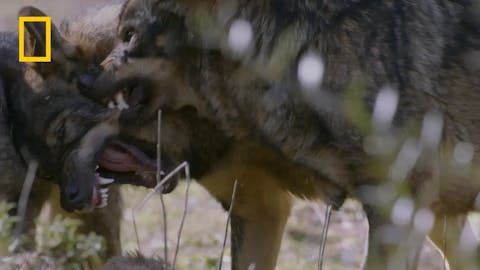 Vahşi Avrupa - Episode 9