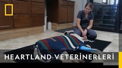 Heartland Veterinerleri - Episode 5
