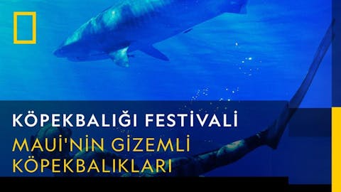Köpekbalığı Festivali - Episode 13