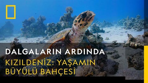 Dalgaların Ardında - Episode 3