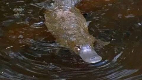 Natural Curiosities - Episode 2
