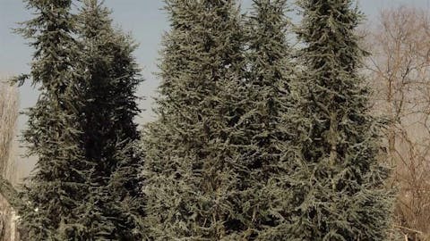 Orman Yolu - Episode 16