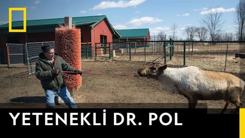 Yetenekli Dr.Pol - Episode 16