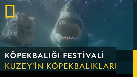 Köpekbalığı Festivali - Episode 10