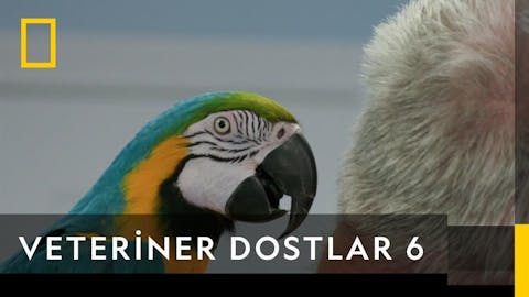 Veteriner Dostlar - Episode 3