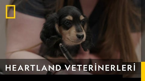 Heartland Veterinerleri - Episode 9