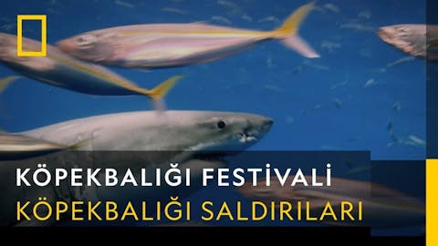 Köpekbalığı Festivali - Episode 5