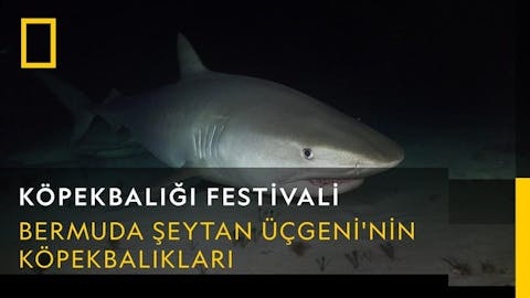 Köpekbalığı Festivali - Episode 11